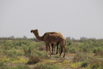 camels in the desert of iraq with agricultural lands
