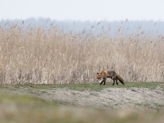 Fototapeta premium Fox hunting