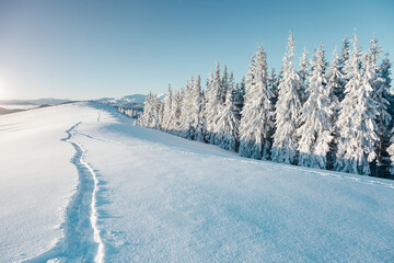 Majestic spruces glowing by sunlight. Location Carpathian, Ukraine, Europe.