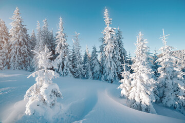 Majestic winter trees glowing by sunlight. Location place Carpathian national park, Ukraine, Europe.