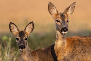 Rehe im Abendlicht