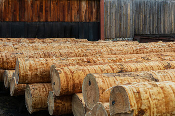 Sawing wood on a sawmill. Logs of wood lie on the sawmill. Production of wooden boards