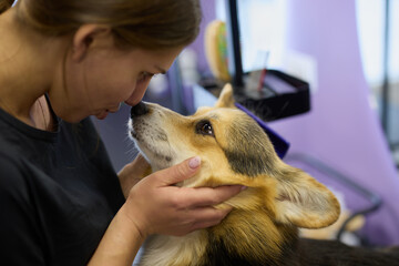 Pet groomer cuddling with a corgi puppy. Animal grooming specialist playing with a dog