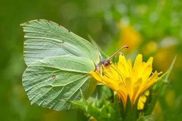 Wandaufkleber Macro shots, Beautiful nature scene. Closeup beautiful butterfly sitting on the flower in a summer garden. © blackdiamond67