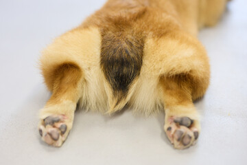 Adorable little corgi dog resting on the floor.