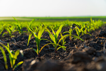 Green corn grow in an industrial field. Growing corn on a large scale - obrazy, fototapety, plakaty