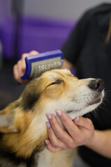 Corgi enjoying brushing with closed eyes. Adorable Pembroke Welsh Corgi puppy being groomed in a...