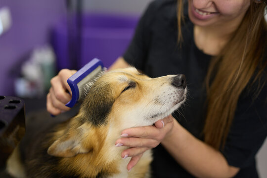 Groomer brushing corgi dog with a slicker brush. Cute Pembroke Welsh Corgi puppy enjoys being groomed
