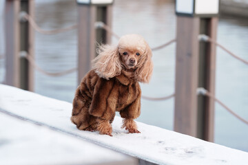 a small toy poodle dog in a fur coat on a walk