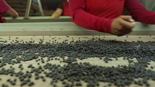 legumes grain selection