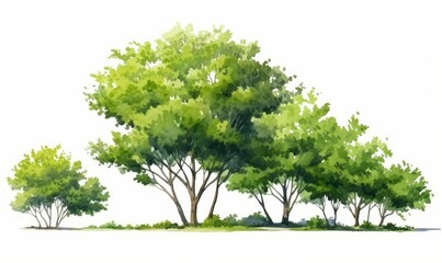 watercolor of tree side view isolated on white background for landscape  and architecture drawing, elements for environment and garden, painting botanical for section and elevation, Generative AI 