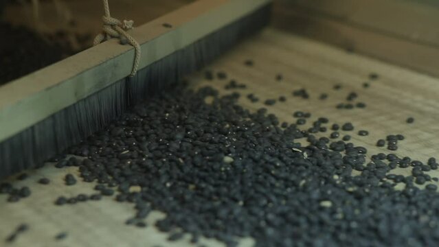 legumes grain selection