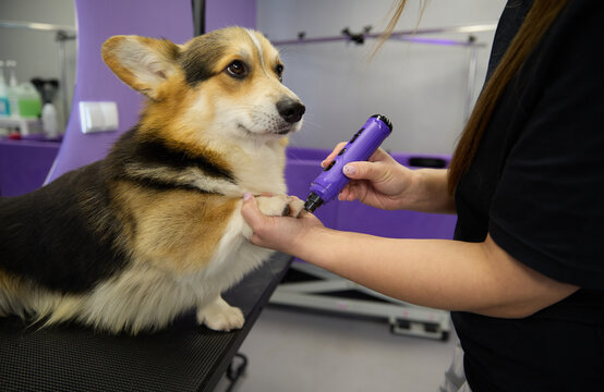 Groomer grinding dog's claws with a dremel. Specialist grinds pet's nails with electric grinder tool