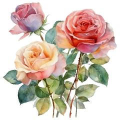 Watercolor illustration of orange roses. Ai generated. Transparent background, PNG