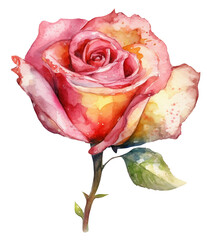 Watercolor illustration of orange roses. Ai generated. Transparent background, PNG