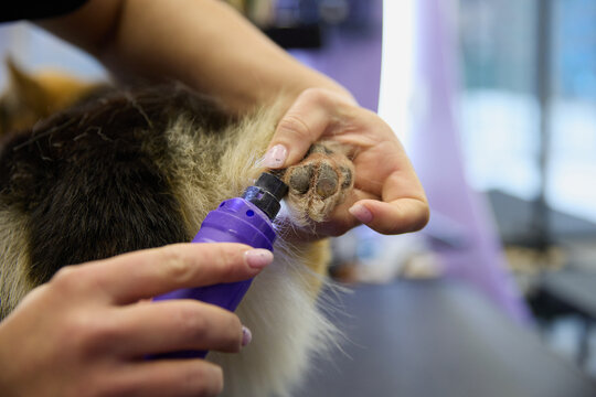 Groomer grinding dog's nails with a rotary dremel tool in a vet clinic