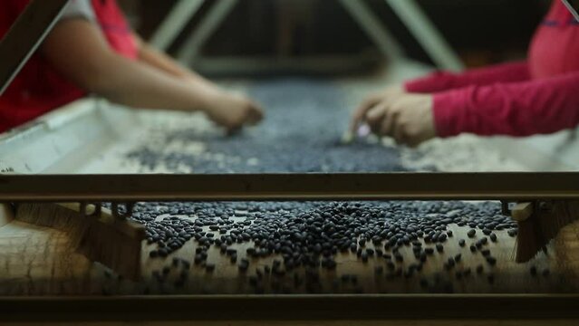 legumes grain selection