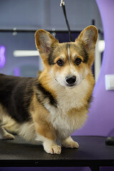 Cute young corgi in a grooming salon. Portrait of Pembroke Welsh Corgi with big ears standing on groomer's table in a vet clinic