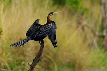 African Darter - Anhinga rufa also snakebird, water bird of sub-Saharan Africa and Iraq, sitting on the branch above the water, hunting fish in the water, long beak, neck and tail