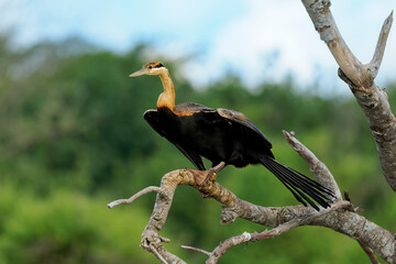 African Darter - Anhinga rufa also snakebird, water bird of sub-Saharan Africa and Iraq, sitting on the branch above the water, hunting fish in the water, long beak, neck and tail