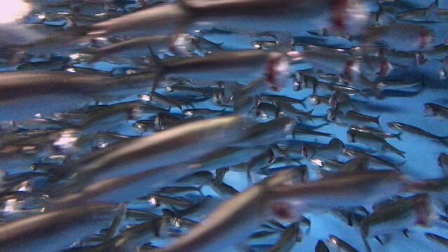 Closeup footage of a school of fish swimming in the clear water of an aquarium