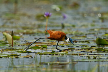African Jacana - Actophilornis africanus  is a wader bird in Jacanidae, long toes and long claws...