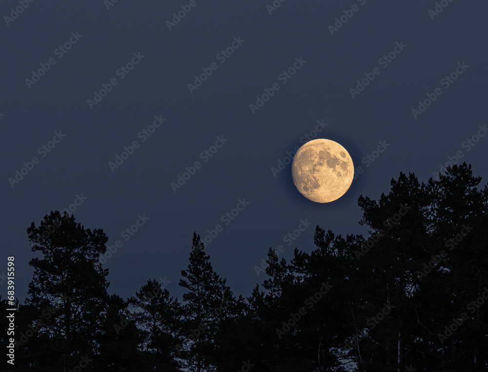 Wall mural full moon over the pine tree forest