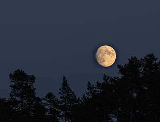 Full moon over the pine tree forest