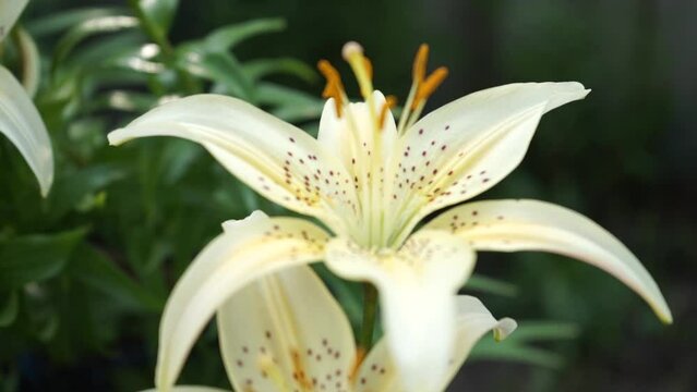 Lilium auratum is one of the true lilies. It is native to Japan and is sometimes called the golden rayed lily or the goldband lily. light lilies bloomed in the summer park