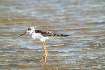 Obraz premium A black-winged stilt (Himantopus himantopus) stands in the wetland. It feeds by wading, picking from the water surface with its needle-like bill.