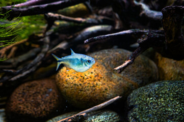 Poisseu bleu, aquarium tropical de Paris 