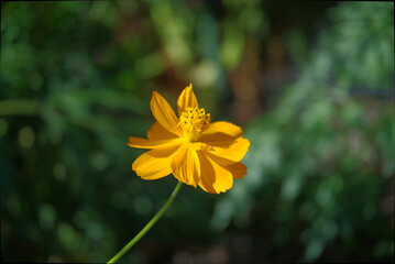 Close up of single yellow cosmos flower blooming in Descanso Gardens. Full of Mother nature's  beauty, pattern, texture & lines.