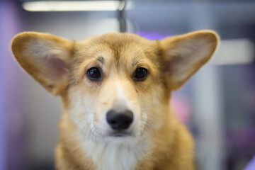 Cute corgi dog in a vet clinic. Adorable Pembroke Welsh Corgi puppy 