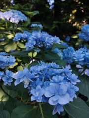 Cyan blue flower blooms leaves and gron