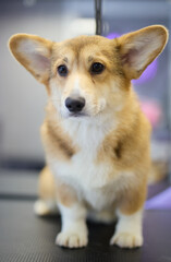Small brown corgi with big ears sitting on a table in a pet grooming salon