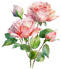 Watercolor illustration of pink roses. Ai generated. Transparent background, PNG