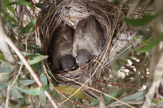 baby bulbuls in the nest