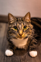 Portrait of Black brown white cat with big green sparkling eyes watching tired and mood on  a home floor 