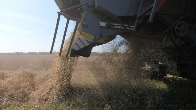 Combine harvester throws chopped straw on the field while harvesting wheat. Agricultural machinery harvests cereals at the end of summer. Back view. from the combine harvester flies chopped straw
