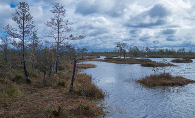 A swamp in the forest in October. Beautiful landscape of a forest swamp. A backwater in a forest swamp. Blue sky, Blue water