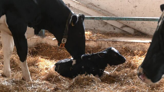 Newborn white with black calf laying on ground on livestock dairy farm. Small young calf with black and white fur at cow farm. 
