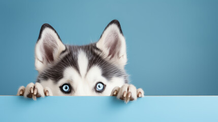Siberian Husky peeking over pastel blue bright background with paws