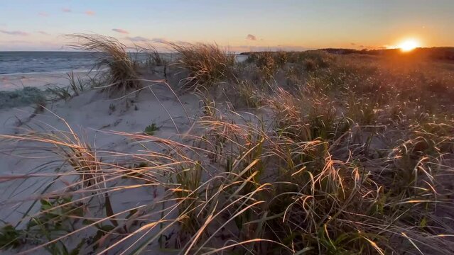 Beach Grass Blowing in the Wind on the Atlantic Ocean at Chatham, Cape Cod at Sunset