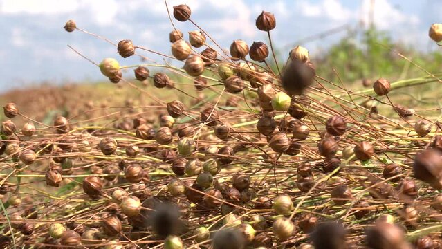 Dry flax plant, harvest branches close-up. Flax harvest. Flax seed boxes. 
