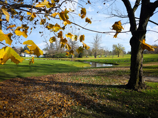 Autumn Park Scene with Golden Leaves in Foreground, a Tranquil Pond, a Large Group of Canada Geese in Background, and Trees against a Clear Sky.