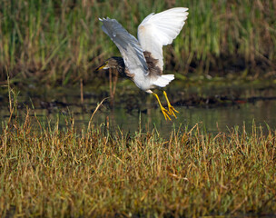 pond heron