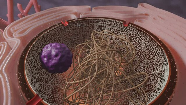 Nucleus Unveiled: The Core of Cellular Control