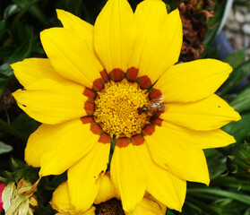 Blumen