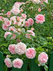 Roses flowers beautiful pink climbing bush.