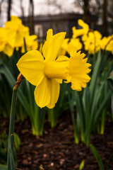 Yellow daffodils.